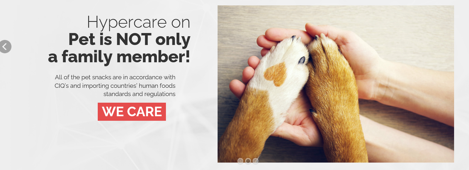 A person gently holding a dog's paws