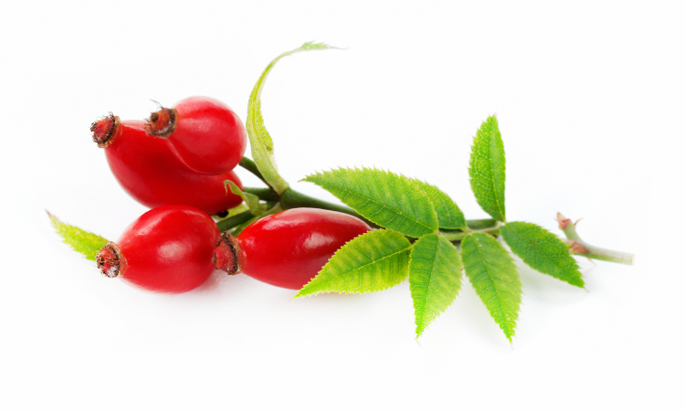 Close-up of a ripe rose hip (rosehip) on a branch with green leaves.